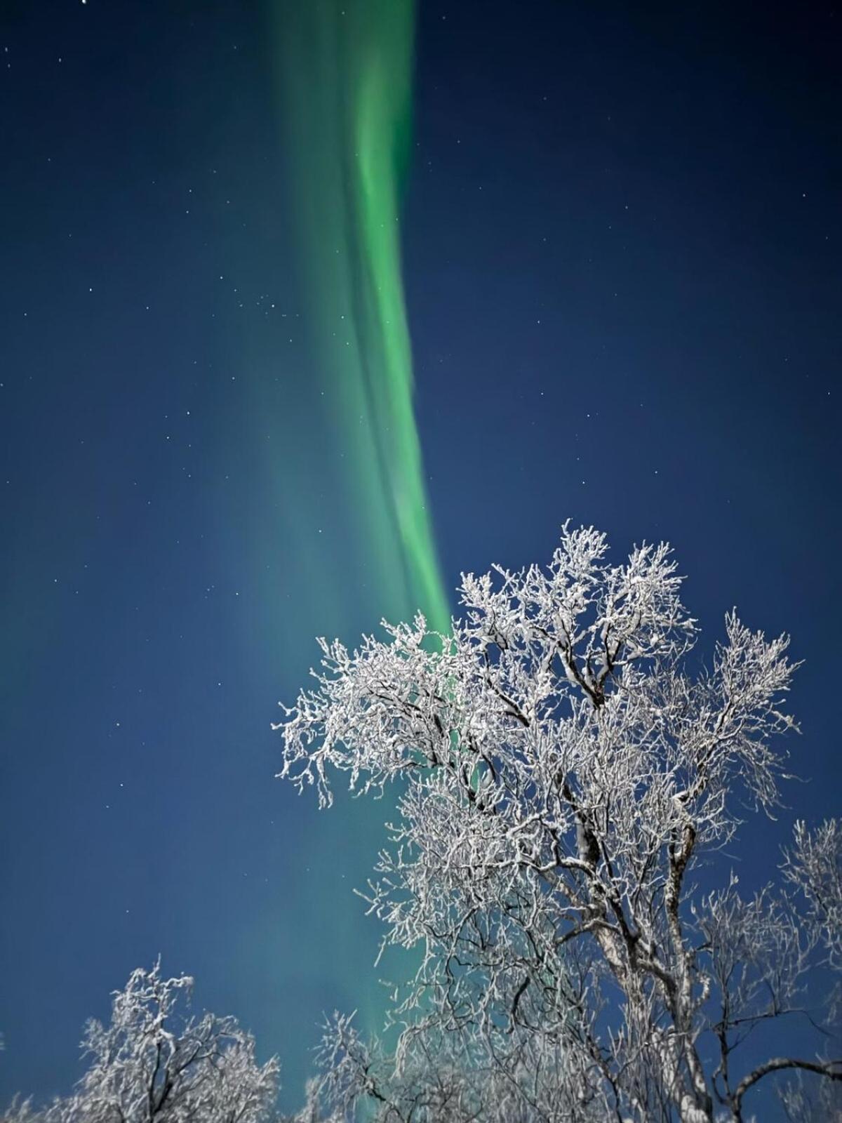 Trivelig Hytte I Senja. エクステリア 写真